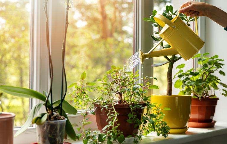 main of Indoor Plants Brightens Up a Home