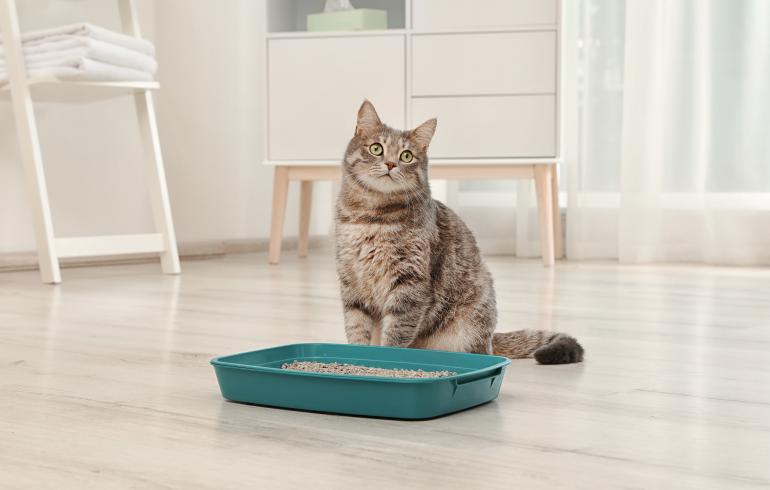 main of A Cat's Litter Box Helps Prevent Unwanted Surprises Around the House