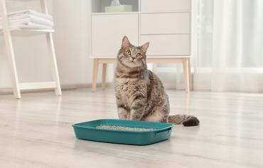thumbnail of A Cat's Litter Box Helps Prevent Unwanted Surprises Around the House