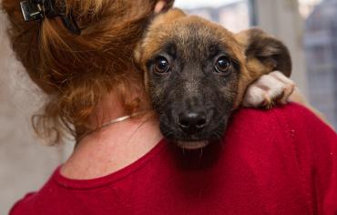 thumbnail of When You Adopt a Dog, You're Increasing Your Family
